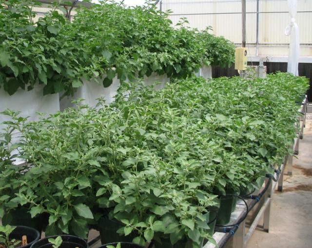 ashwagandha,indian ginseng,poison gooseberry,گیلاس زمستانی